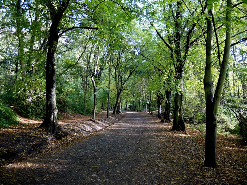https://wastecollectionwesthampstead.co.uk/blog/estate-clearance-west-hampstead-mill-lane-and-fortune-green/